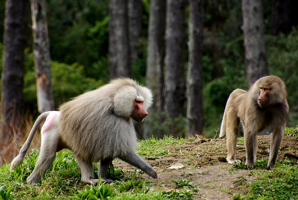 Baboons.