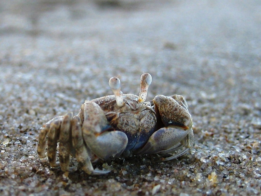 Crab