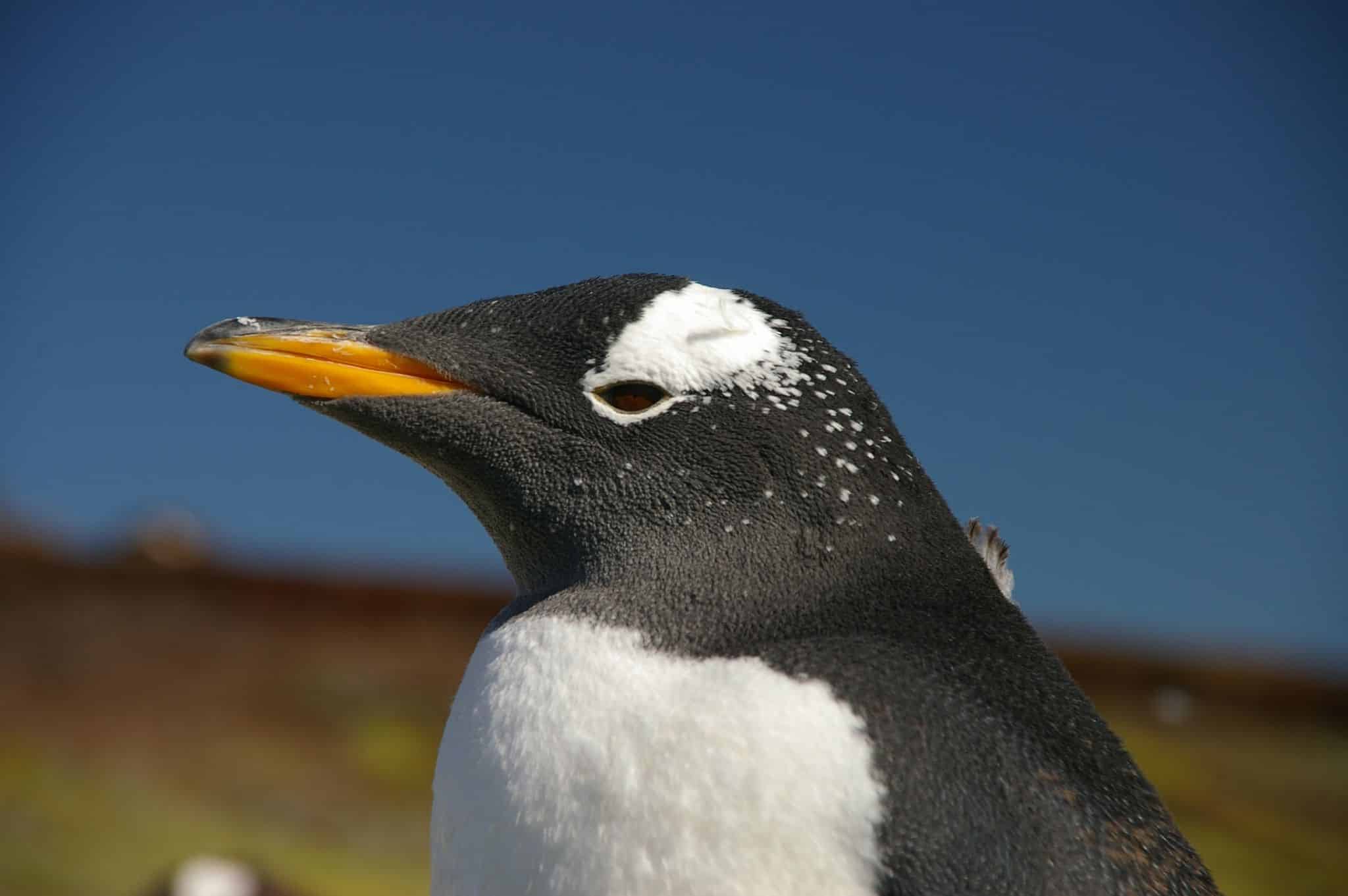 Penguin