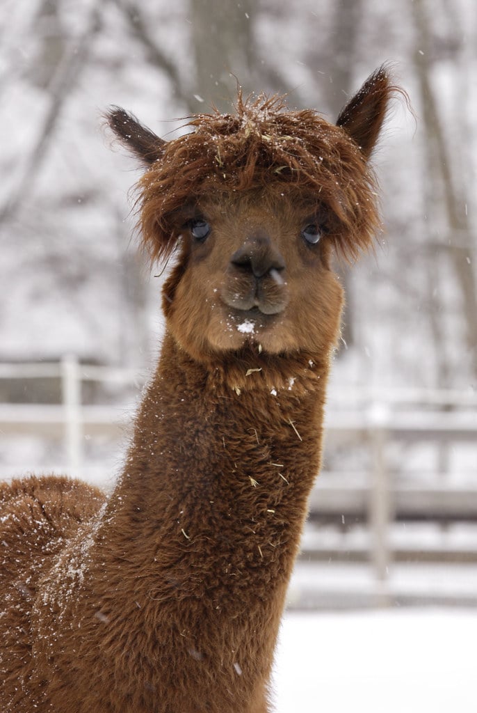 Alpaca at the National Zoo
