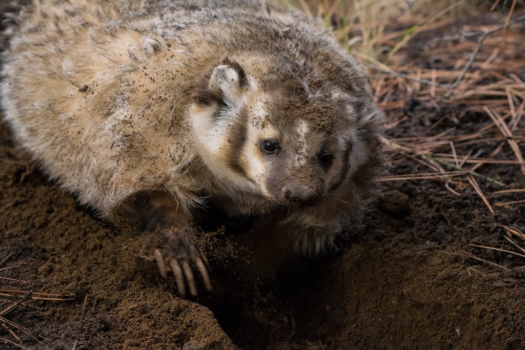 American Badger