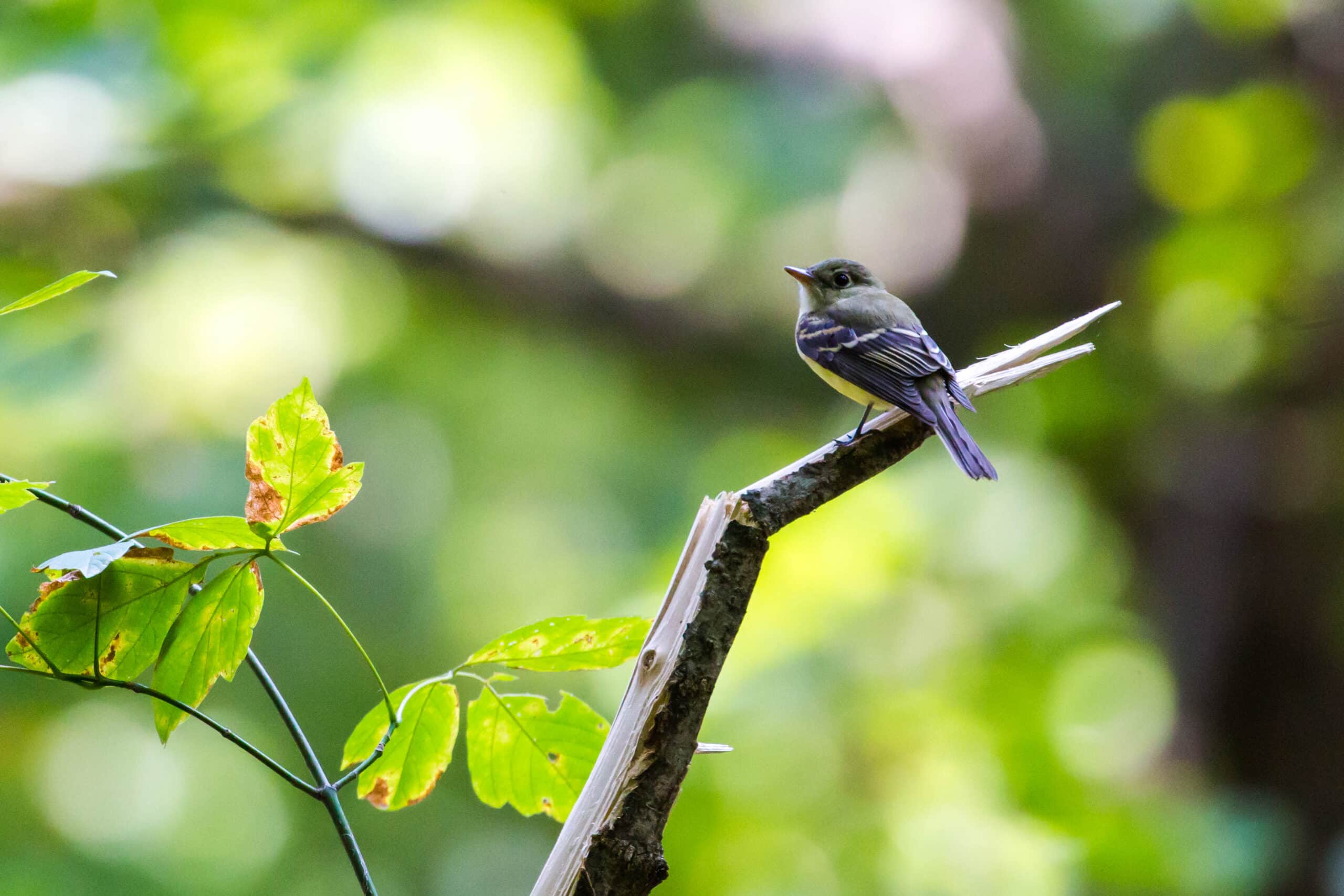 Acadian flycatcher (50494979343) Acadian flycatcher (50494979343)