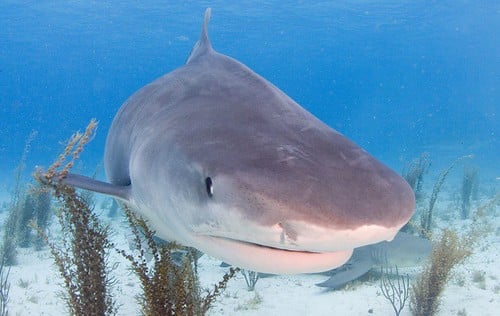 Tiger shark Tiger shark