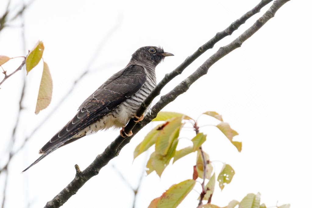 Coucou gris juvenile (Cuculus canorus)