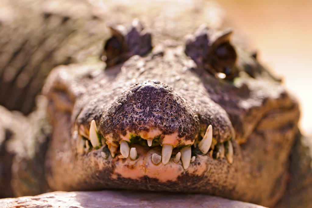 The teeth of a crocodile The teeth of a crocodile