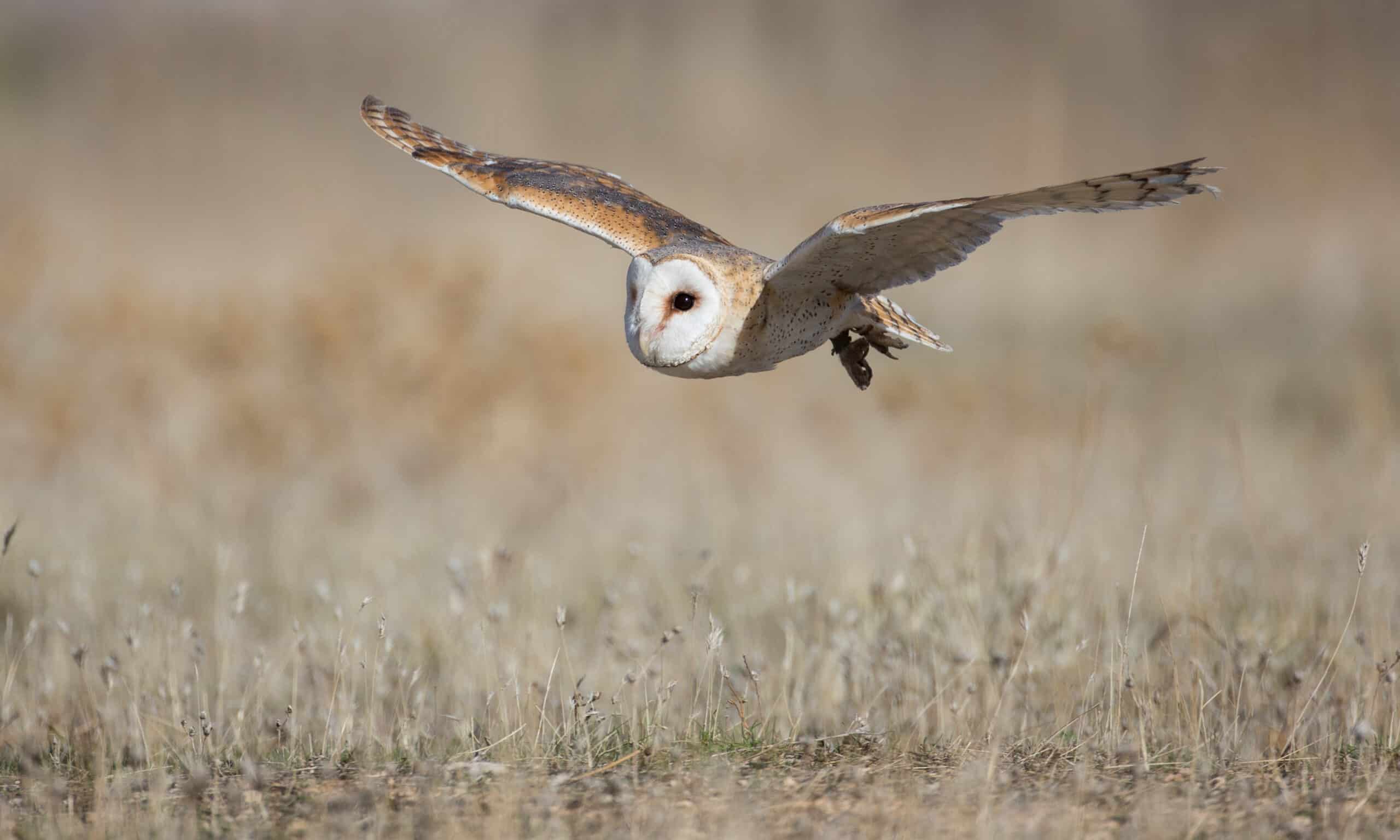 Tyto alba – Cetrería – 02