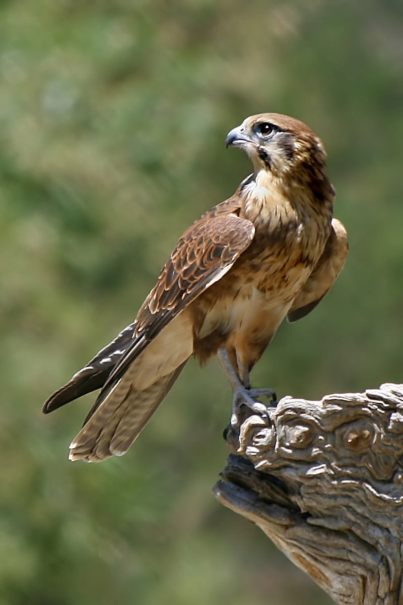 Brown-Falcon,-Vic,-3.1.2008
