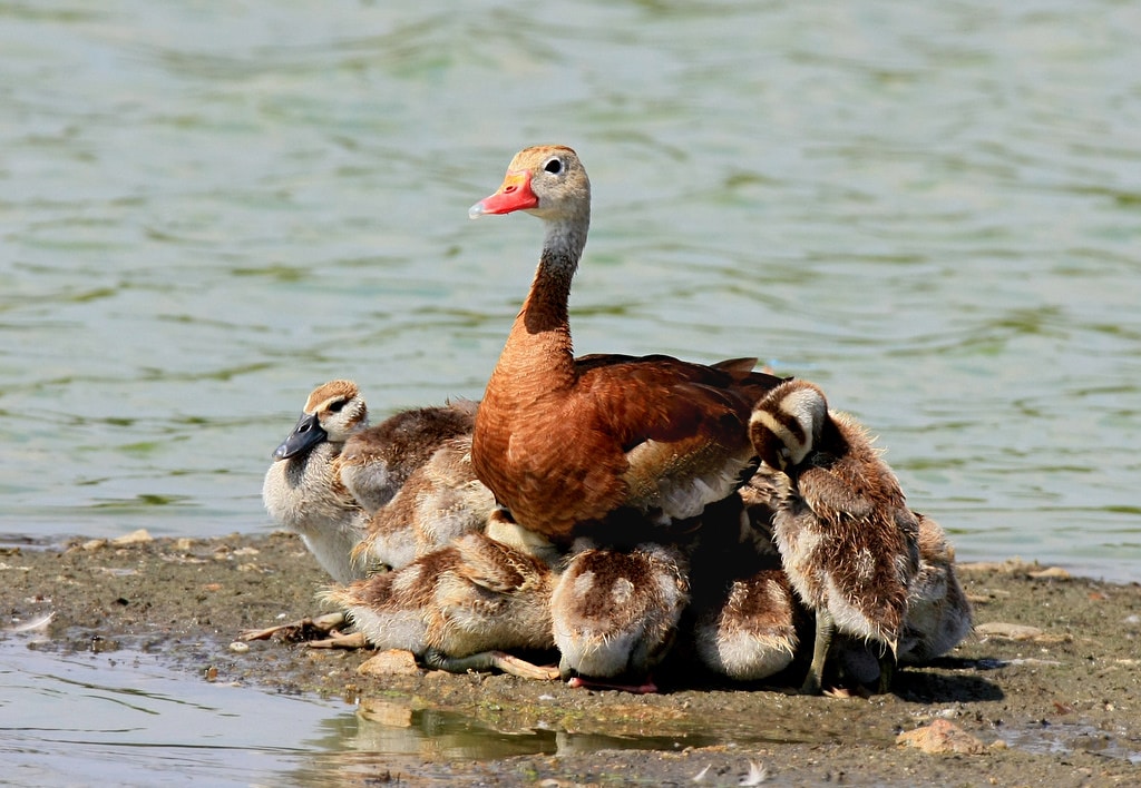 Black-bellied Whistling Ducks