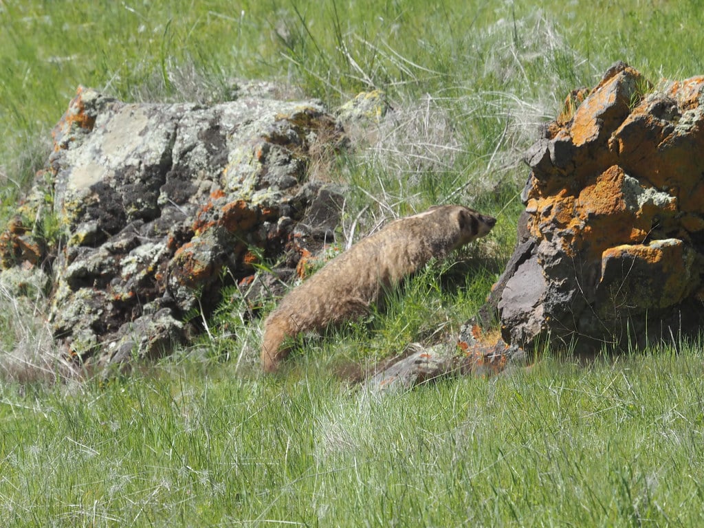 American Badger, Taxidea taxus