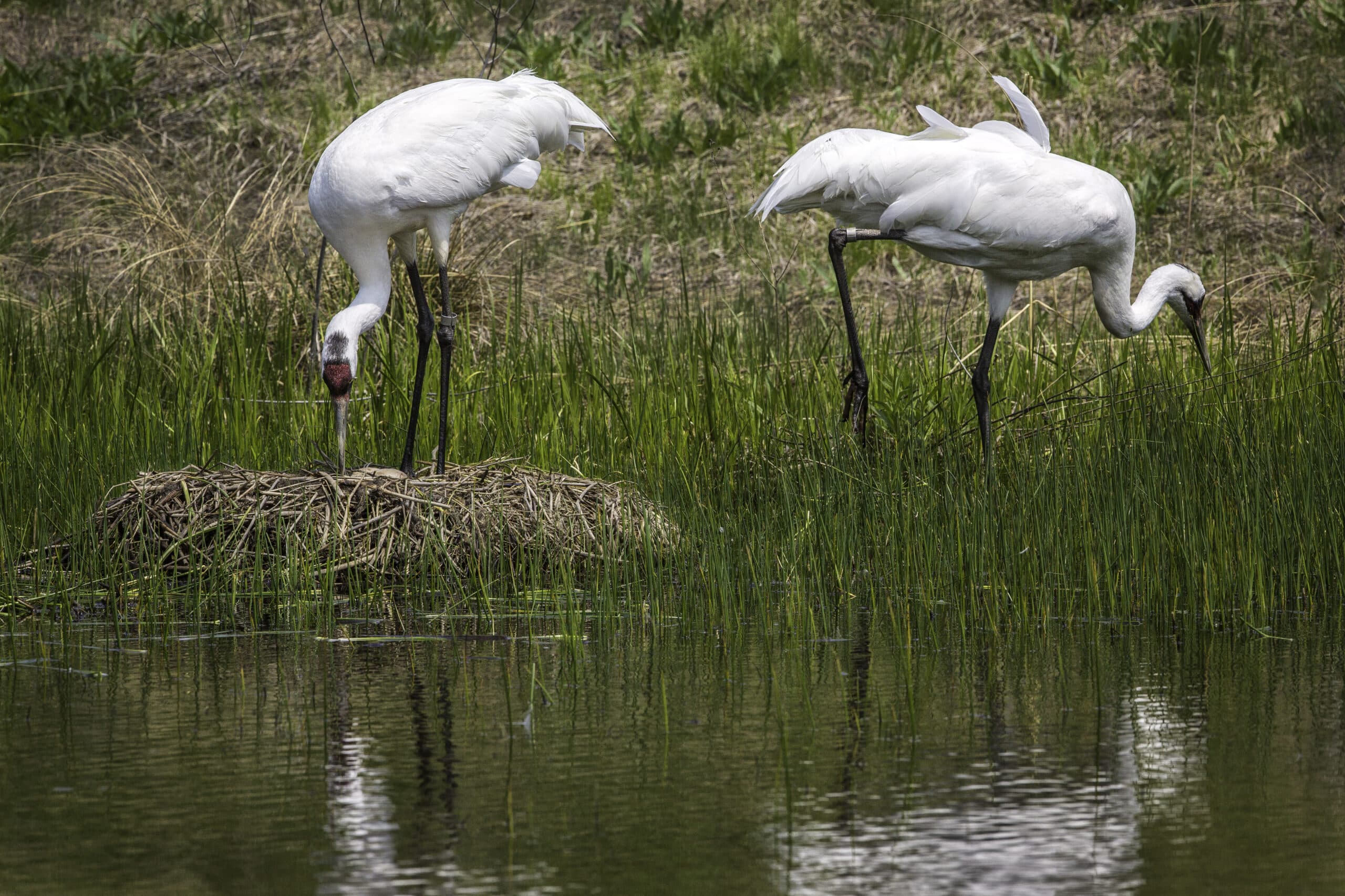 File:Whooping Crane Nest.jpg