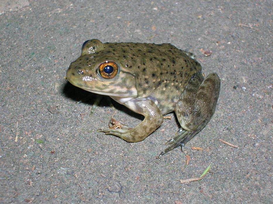 Juvenile bullfrog Juvenile bullfrog