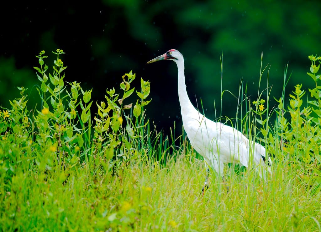 Whooping Crane (Grus americana)_5