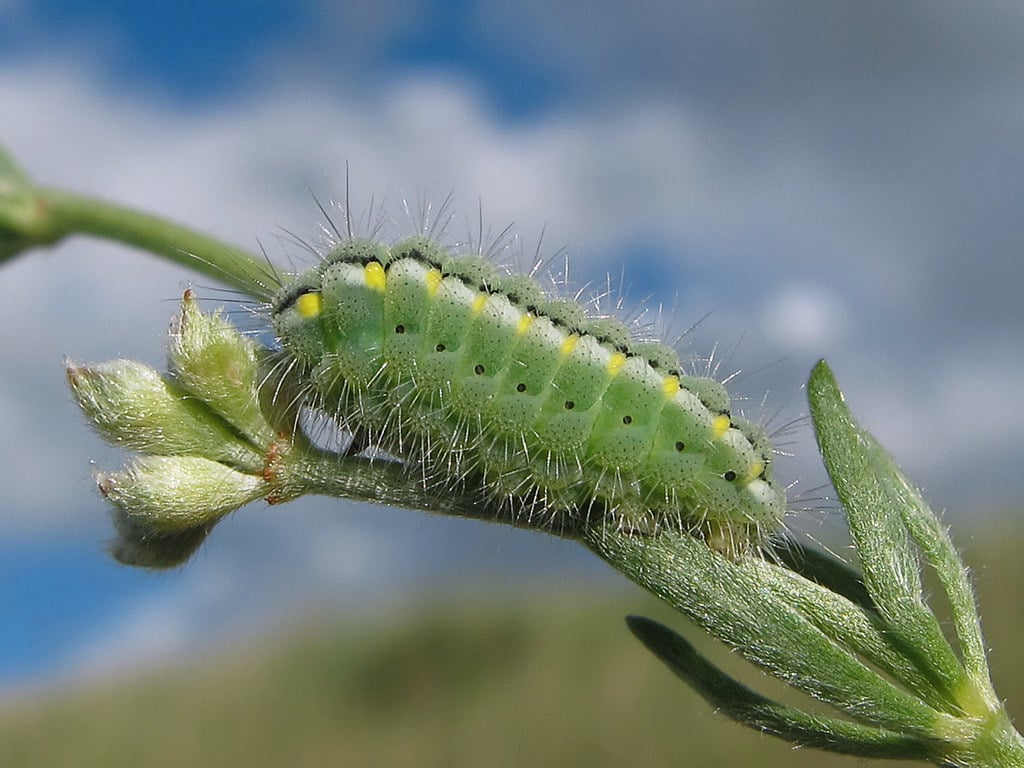 Oruga * Zygaena occitanica Oruga * Zygaena occitanica