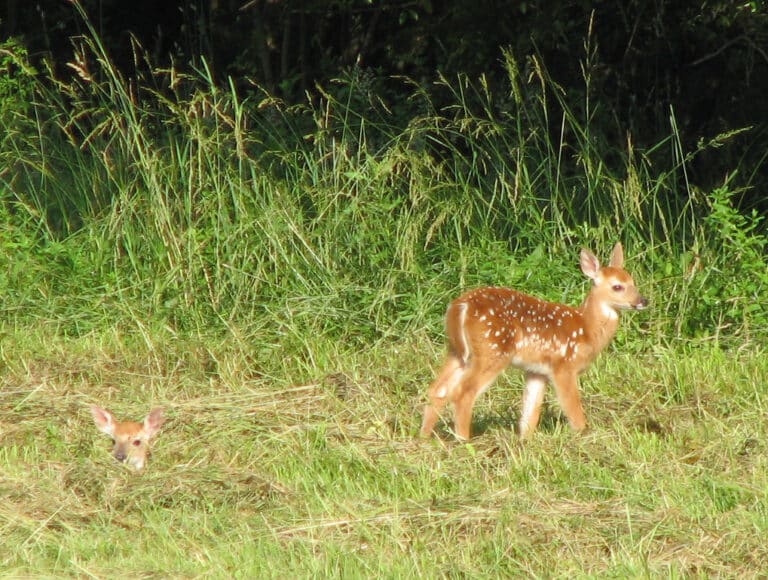 Odocoileus virginianus (white-tailed deer) (Newark, Ohio, USA) 9