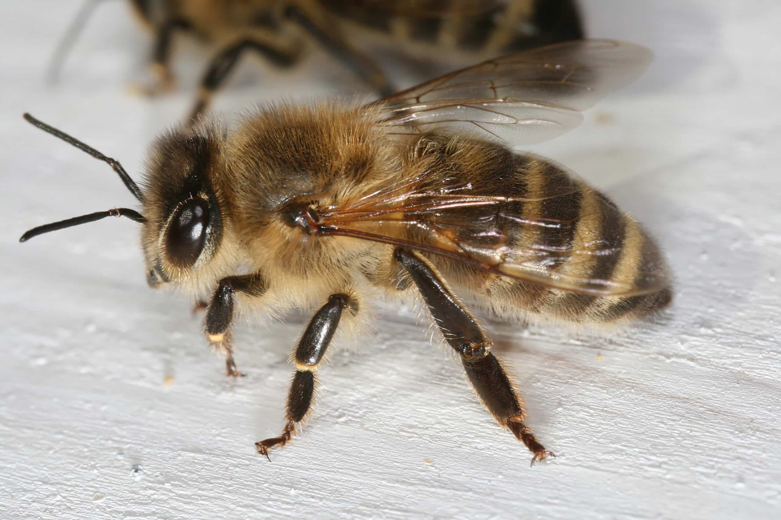Apis mellifera carnica worker hive entrance 2 Apis mellifera carnica worker hive entrance 2