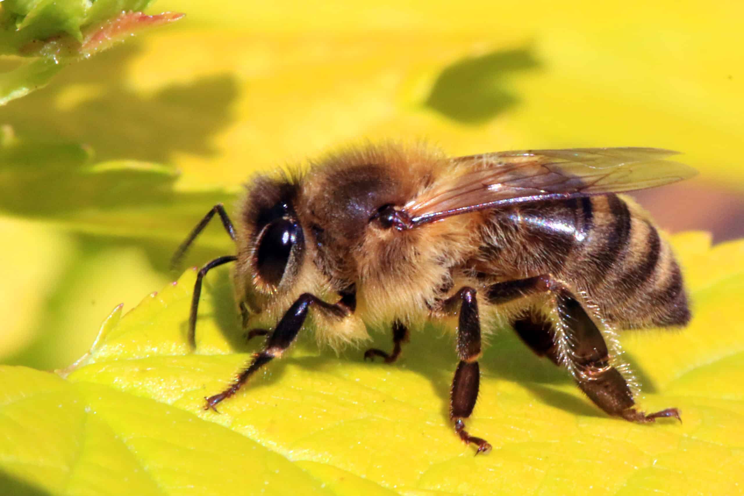 Honey bee (Apis mellifera) Honey bee (Apis mellifera)