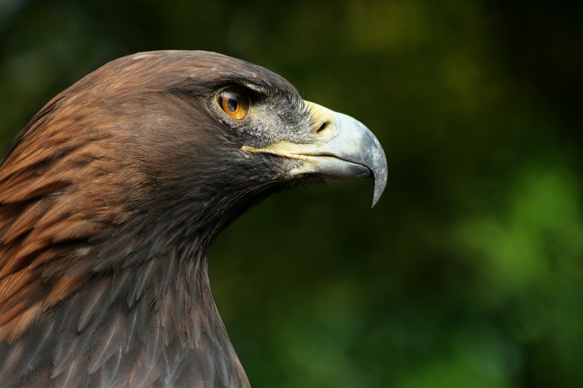 Steinadler Aquila chrysaetos closeup2 Richard Bartz