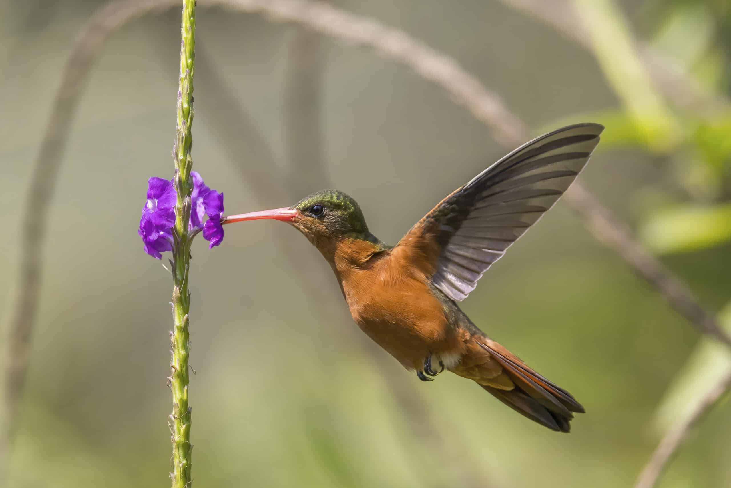 Hummingbird