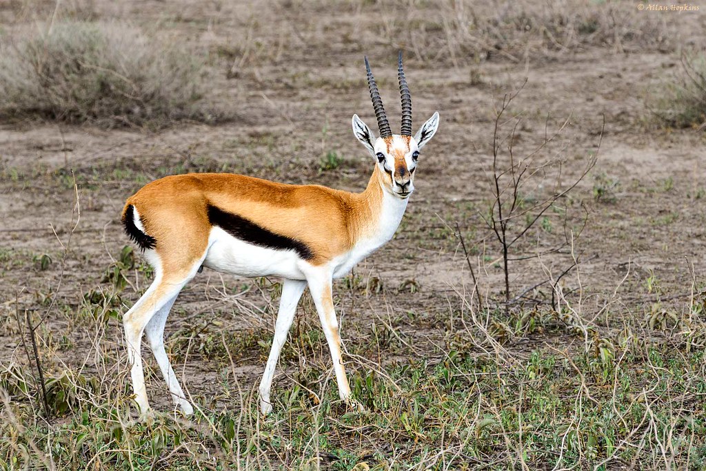 Serengeti Thomson’s Gazelle (Eudorcas thomsonii nasalis), male