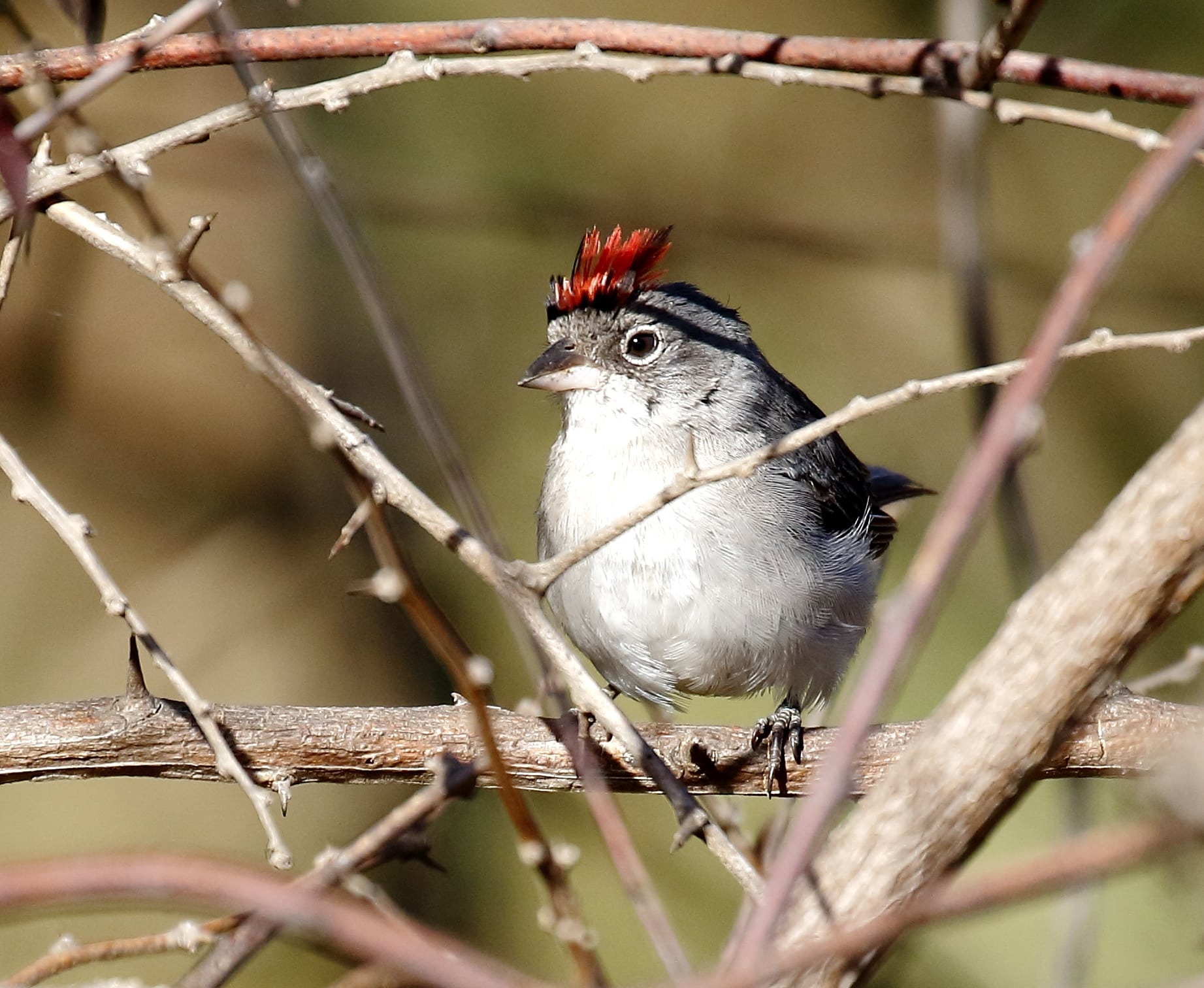 Coryphospingus pileatus – Grey-pileated Finch (male); Juazeiro, Bahia, Brazil