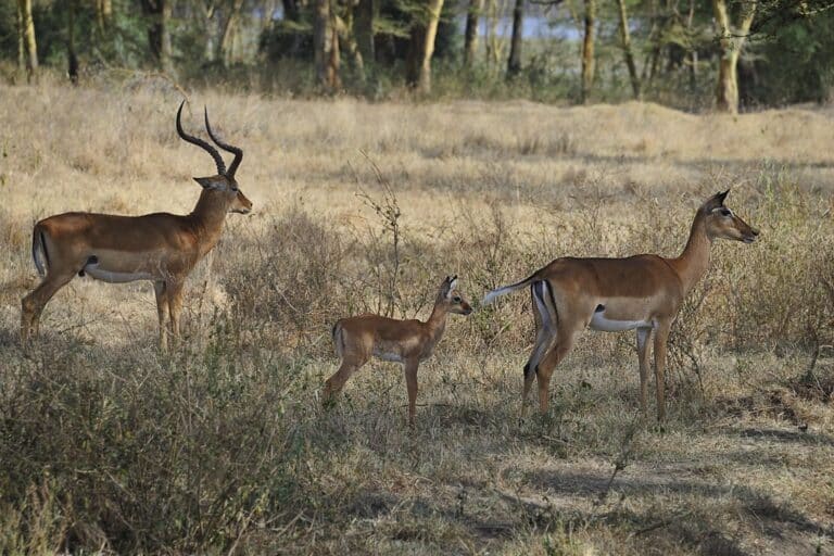 Thomson’s gazelle (Eudorcas thomsonii) family, Kenya, East Africa