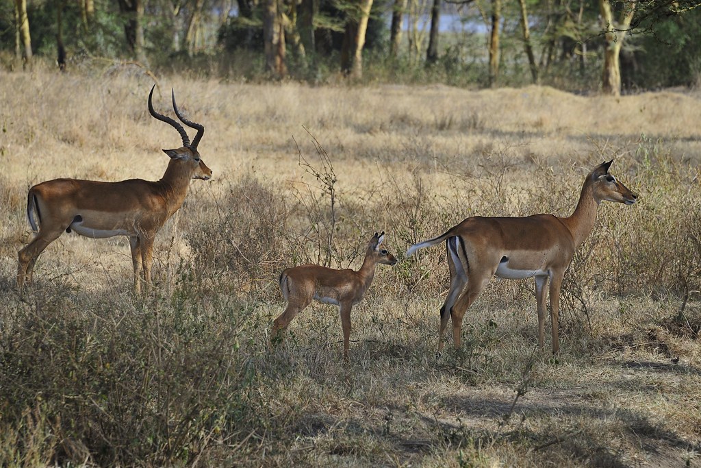 Thomson’s gazelle (Eudorcas thomsonii) family, Kenya, East Africa