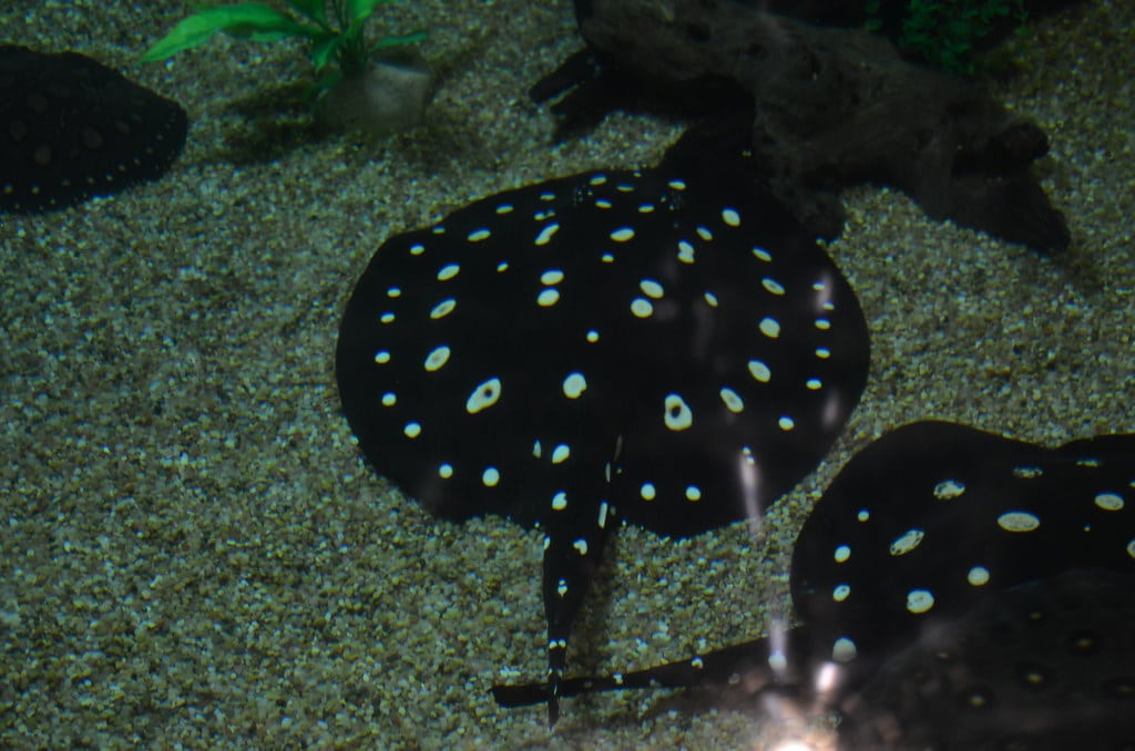 White-blotched River Stingray
