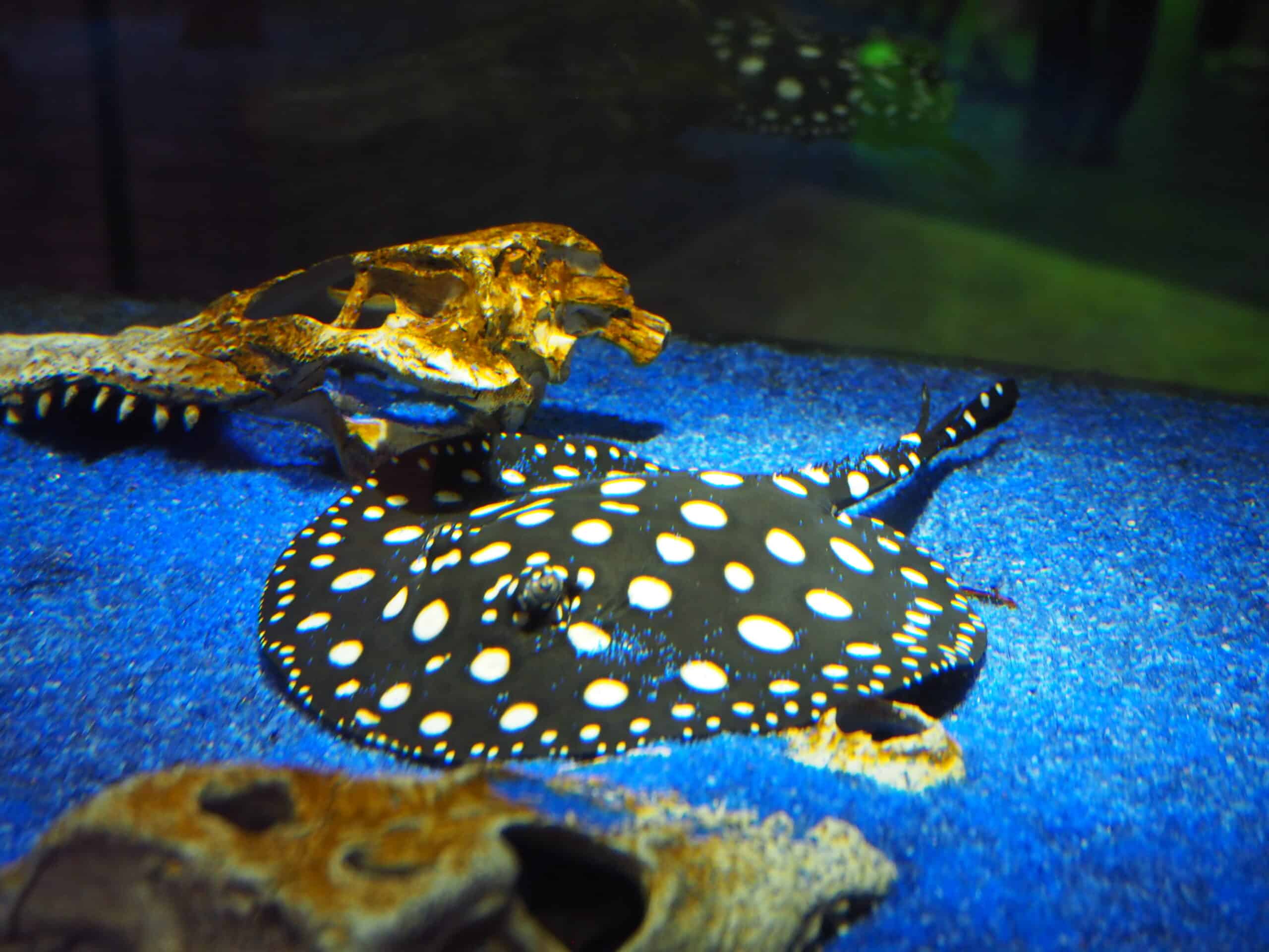 Potamotrygon leopoldi, Sunshine Aquarium