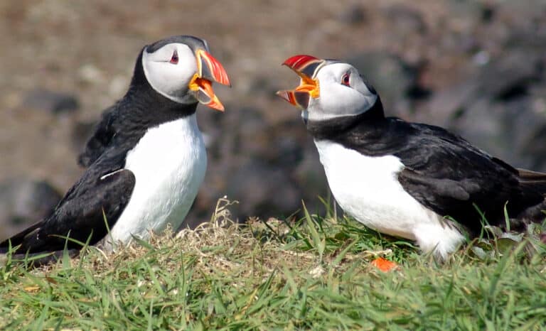 cover-animal-p-animal-name Two puffins on grassy ground, one with its beak open wide, appearing to communicate, against a blurred rocky background. cover animal P animal name