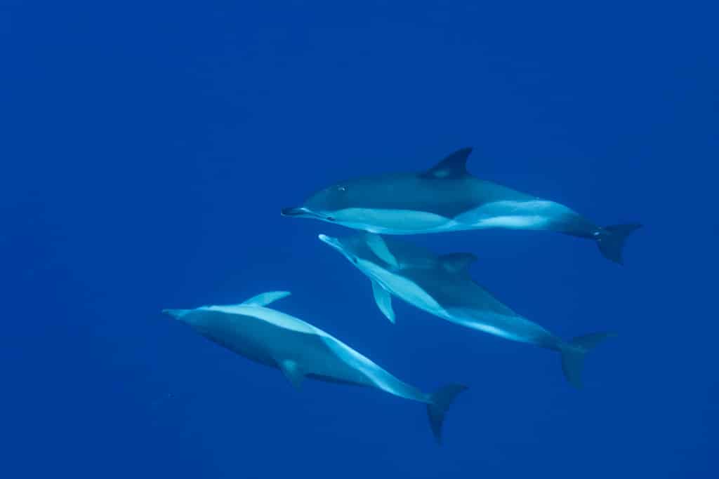 Atlantic dolphins (Delphinus delphis ssp. delphis), Azores, Portugal