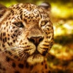 Panther