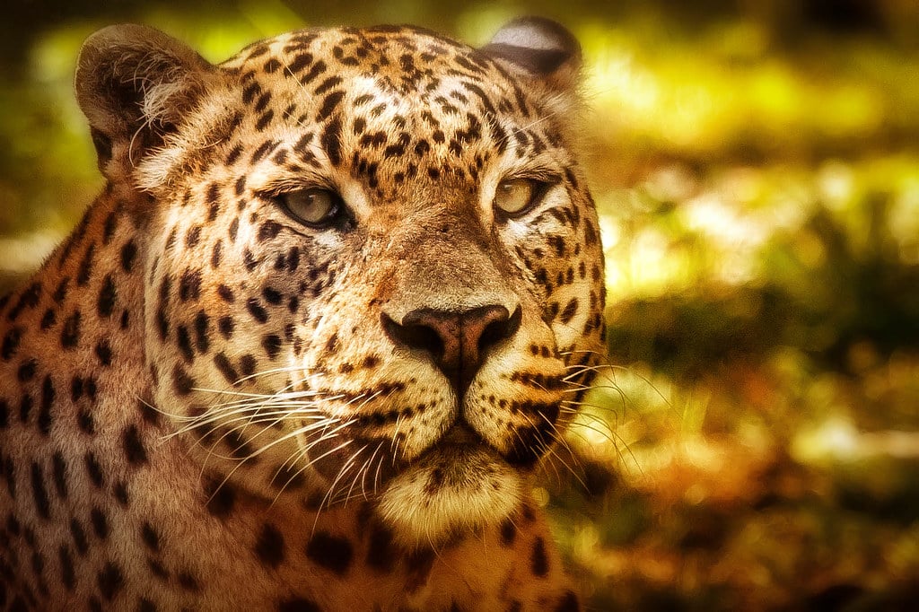 Panther