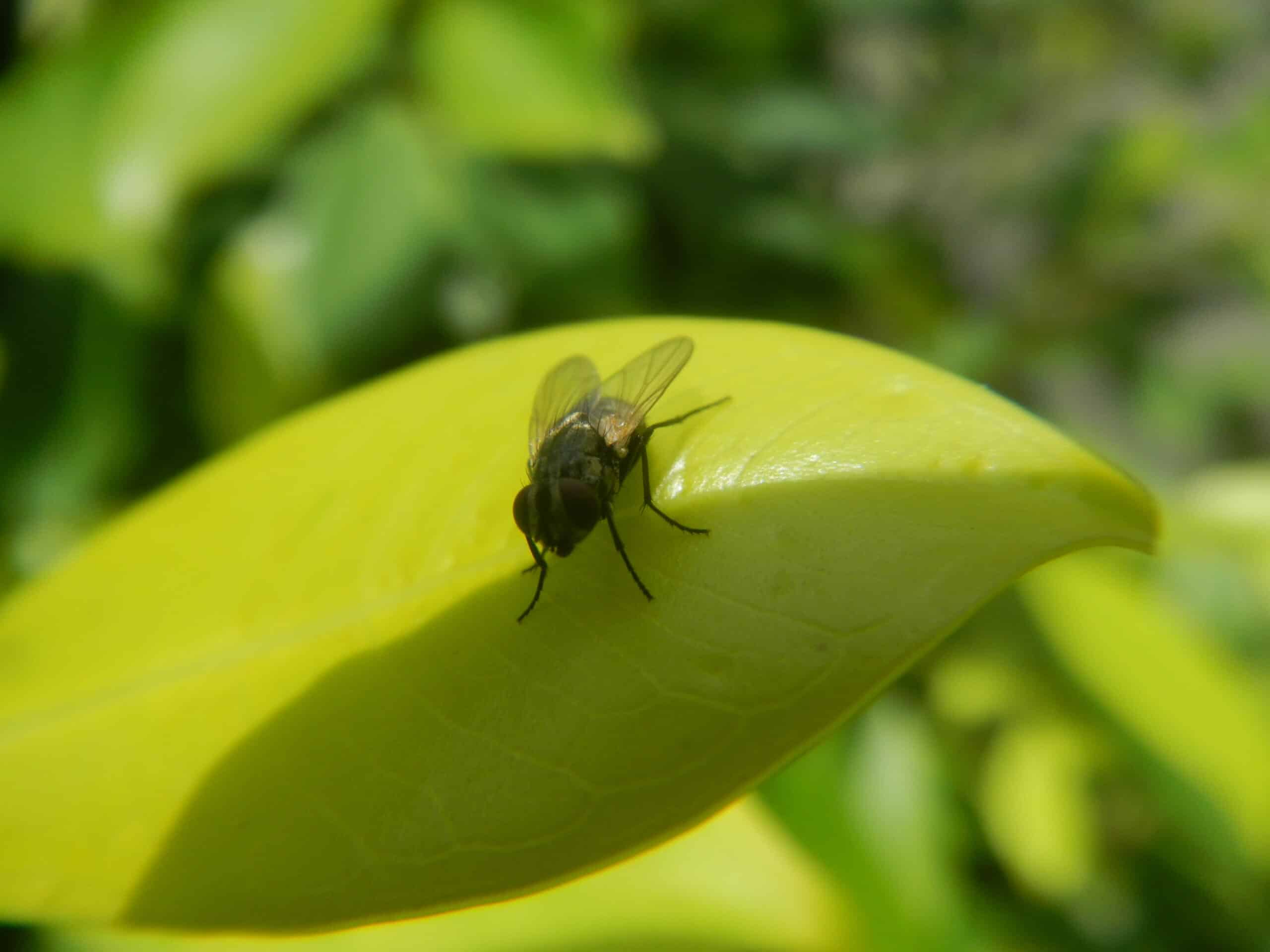 4217Foods Common houseflies Ants of the Philippines 26 4217Foods Common houseflies Ants of the Philippines 26 Housefly