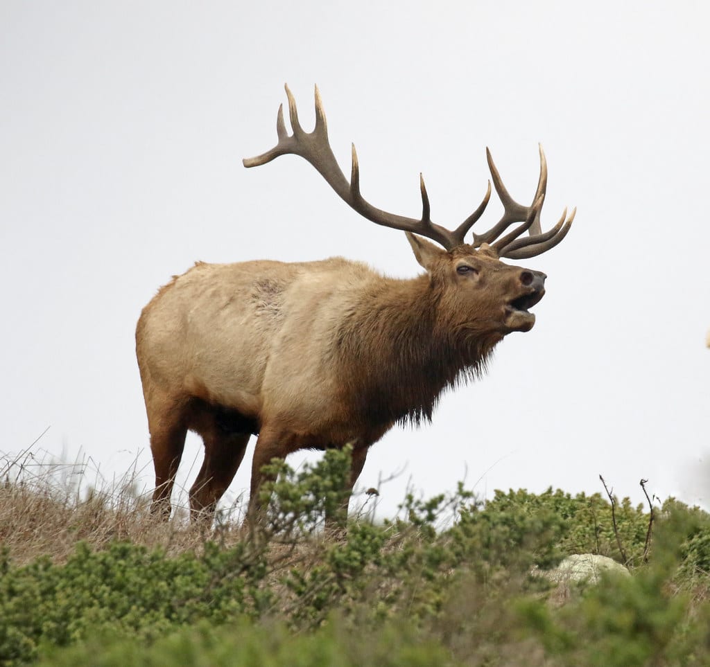 Tule Elk – Cervus canadensis ssp. nannodes – bugling