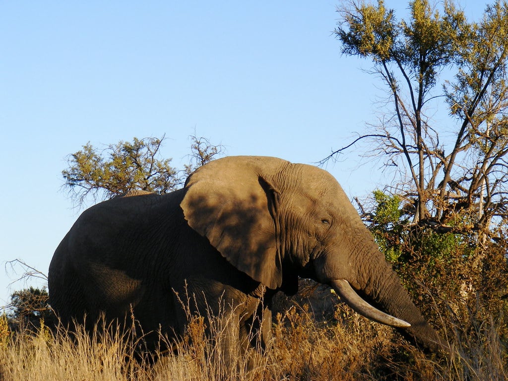 Elephant
