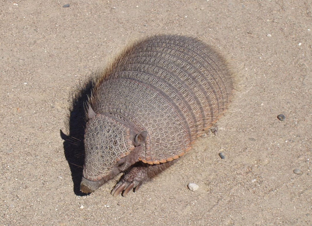 Chubut-PeninsulaValdes-Armadillo-TatuCarreta-P2230729b Chubut-PeninsulaValdes-Armadillo-TatuCarreta-P2230729b