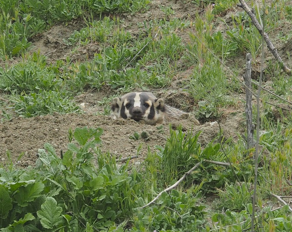 American Badger, Taxidea taxus