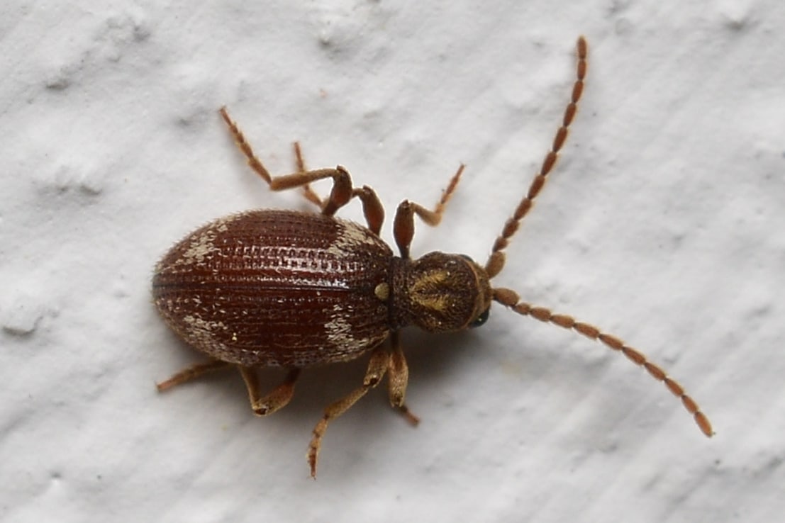 White-marked Spider-Beetle (Ptinus fur) – Bærum, Norway 2021-05-06
