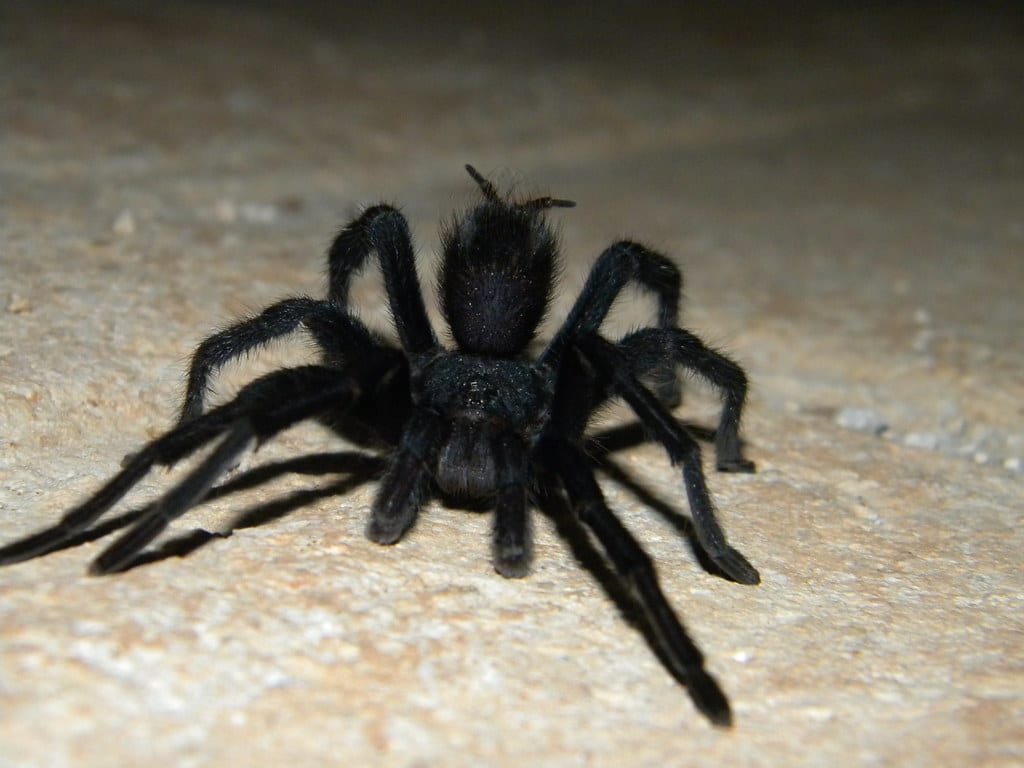 Black Tarantula