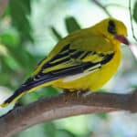 Golden Oriole