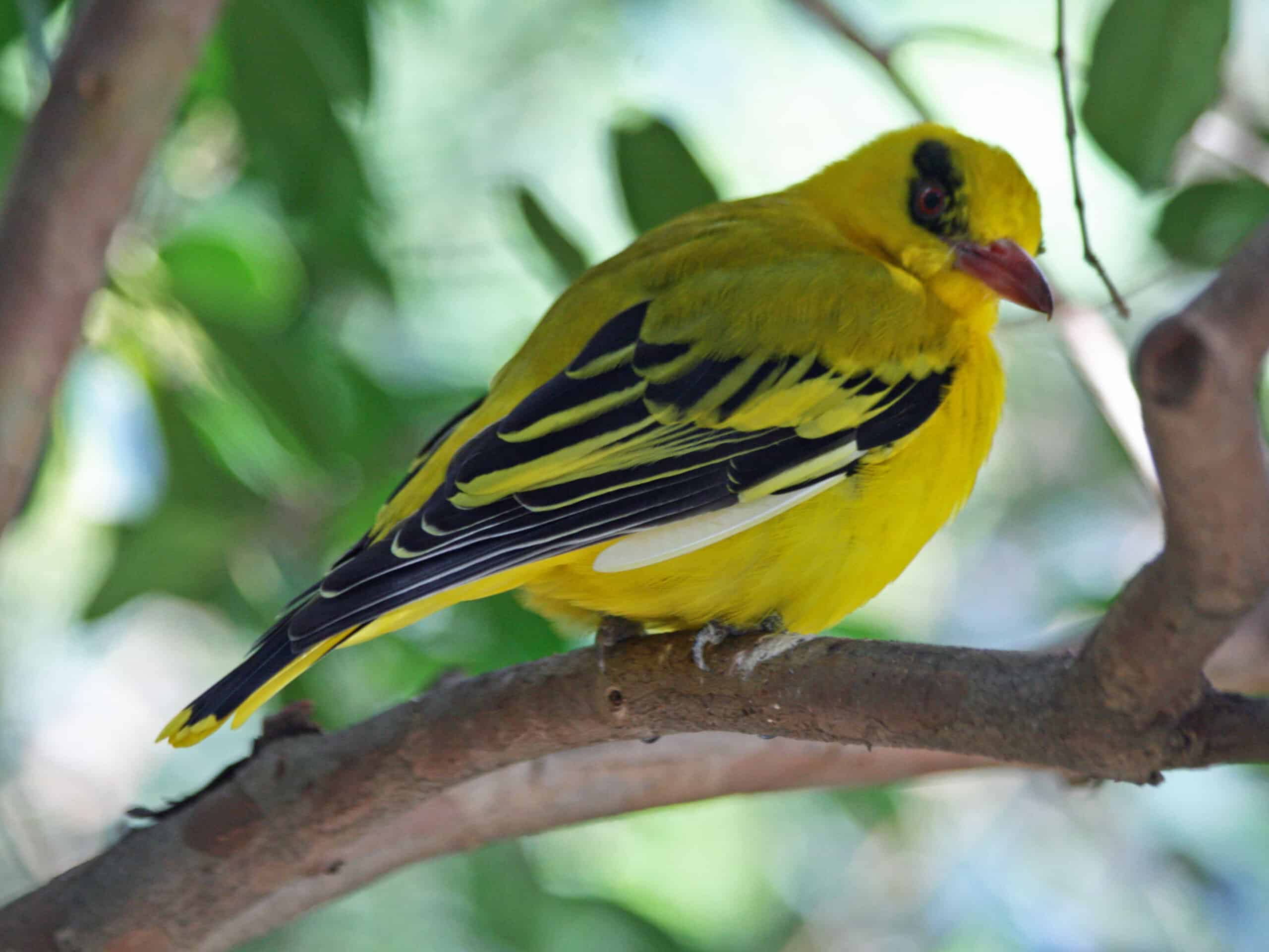 Golden Oriole