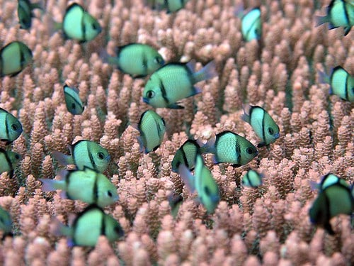 Damselfish (Reticulated Dascyllus) – Dascyllus reticulatus – PC230333 Damselfish (Reticulated Dascyllus) – Dascyllus reticulatus – PC230333
