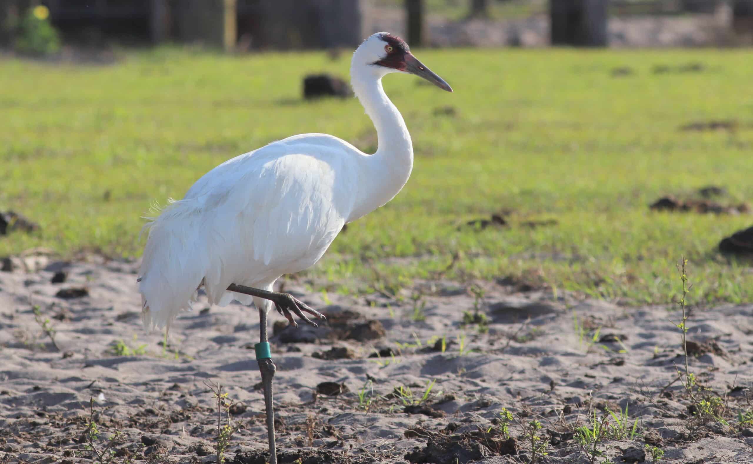 Grus americana (Whooping Crane) 04