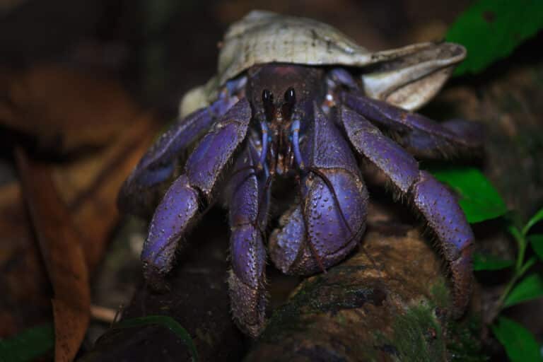 Hermit crab from Andaman