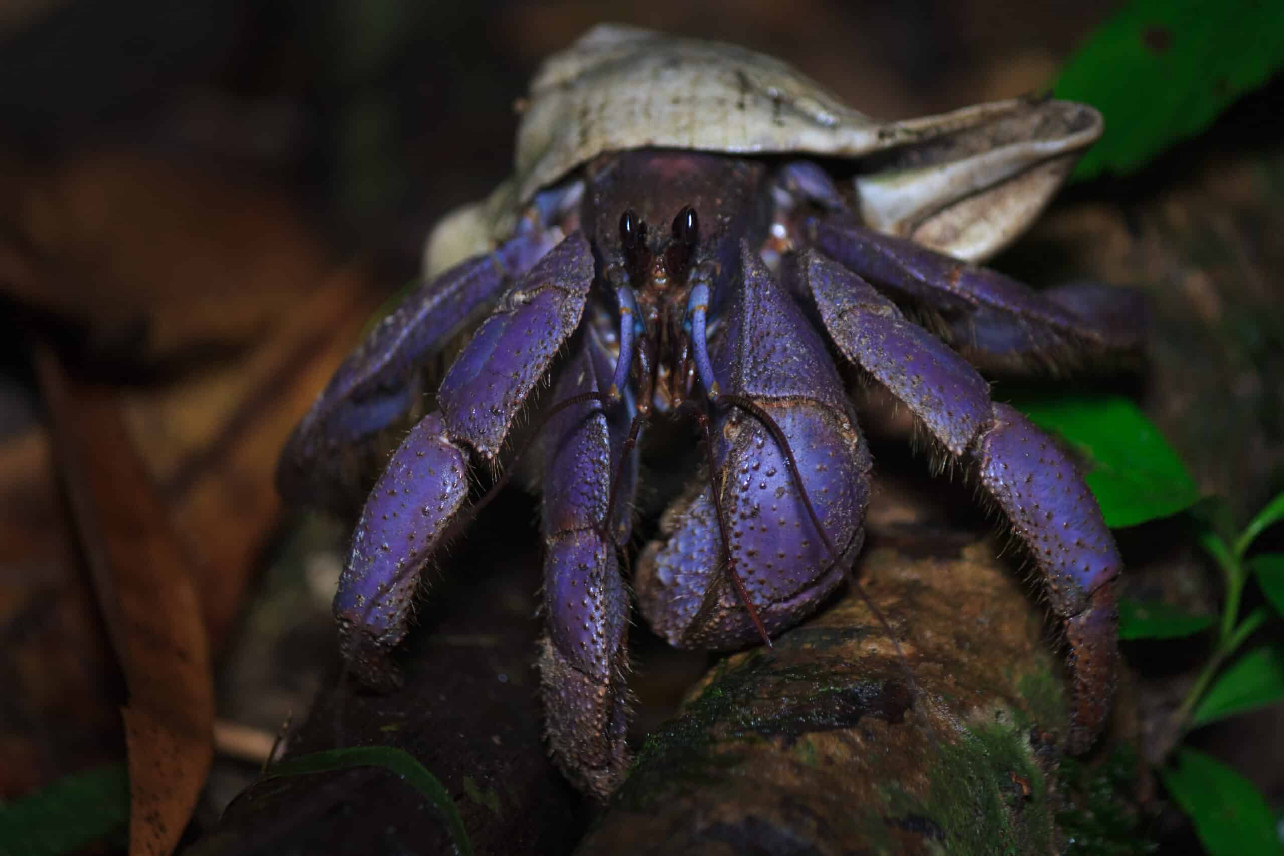 Hermit crab from Andaman