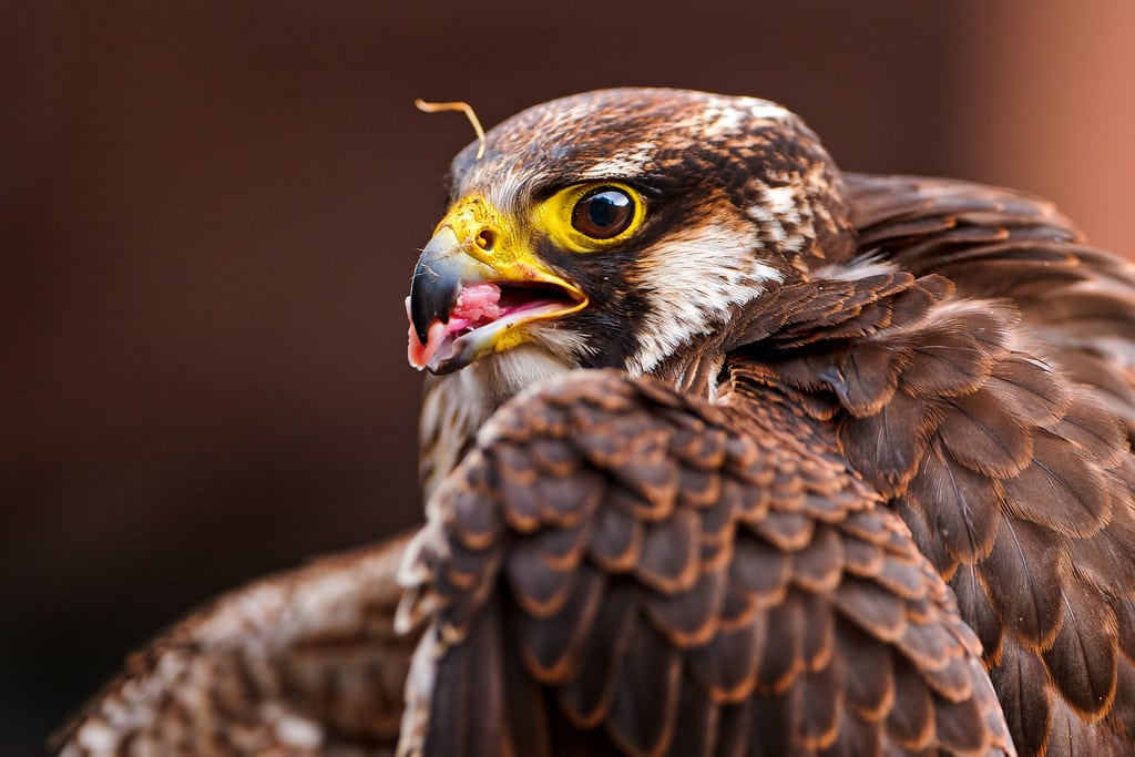 Falcon eating meat