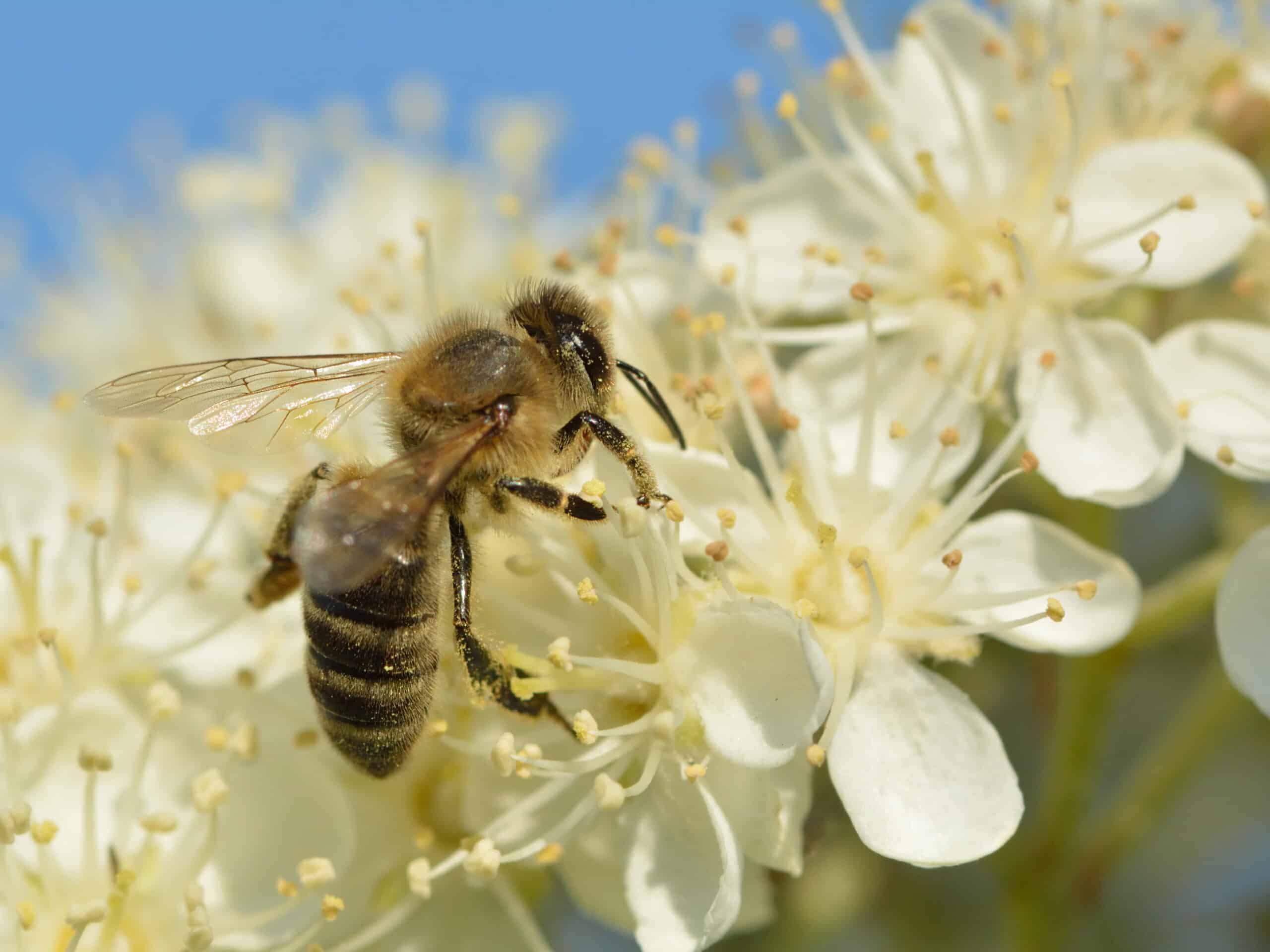 Apis mellifera – Sorbus intermedia – Keila Apis mellifera – Sorbus intermedia – Keila