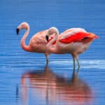 Two flamingos stand in shallow water with vivid pink feathers and reflections on the blue surface.