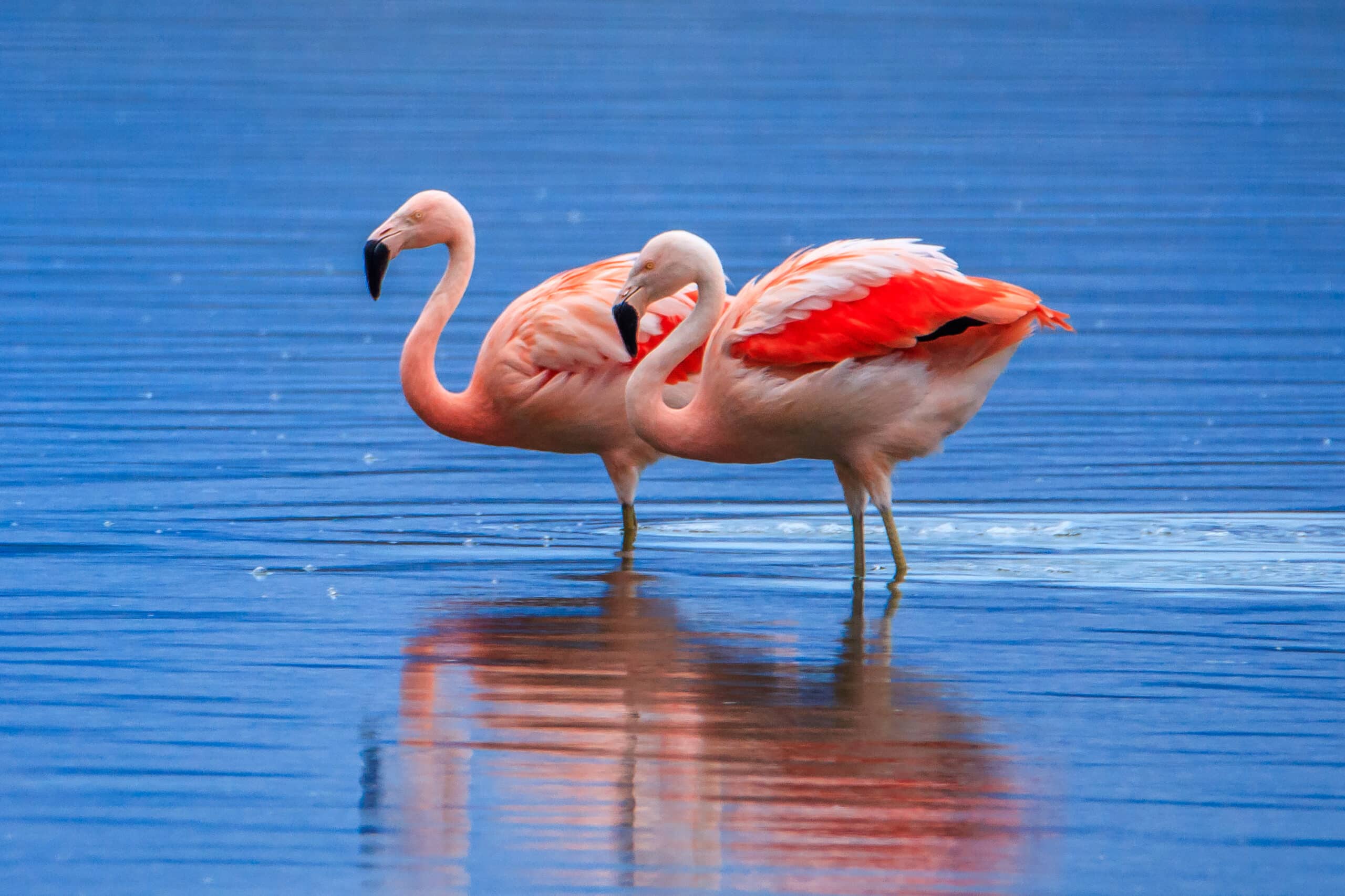 Two flamingos stand in shallow water with vivid pink feathers and reflections on the blue surface.