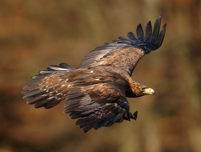 Aquila chrysaetos 3 (Martin Mecnarowski)